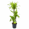 Dracaena Lemon Lime - Op Stam - Drakenbloedboom - P21 H100 - Kamerplant 1 Dracaena Lemon Lime - Op Stam - Drakenbloedboom - P21 H100 - Kamerplant -Flamingo Verkoop dracaena lemon lime op stam drakenbloedboom p21 h100 1 1