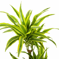 Dracaena Lemon Lime - Op Stam - Drakenbloedboom - P21 H100 - Kamerplant 7 Dracaena Lemon Lime - Op Stam - Drakenbloedboom - P21 H100 - Kamerplant -Flamingo Verkoop dracaena lemon lime op stam drakenbloedboom p21 h100 5 1