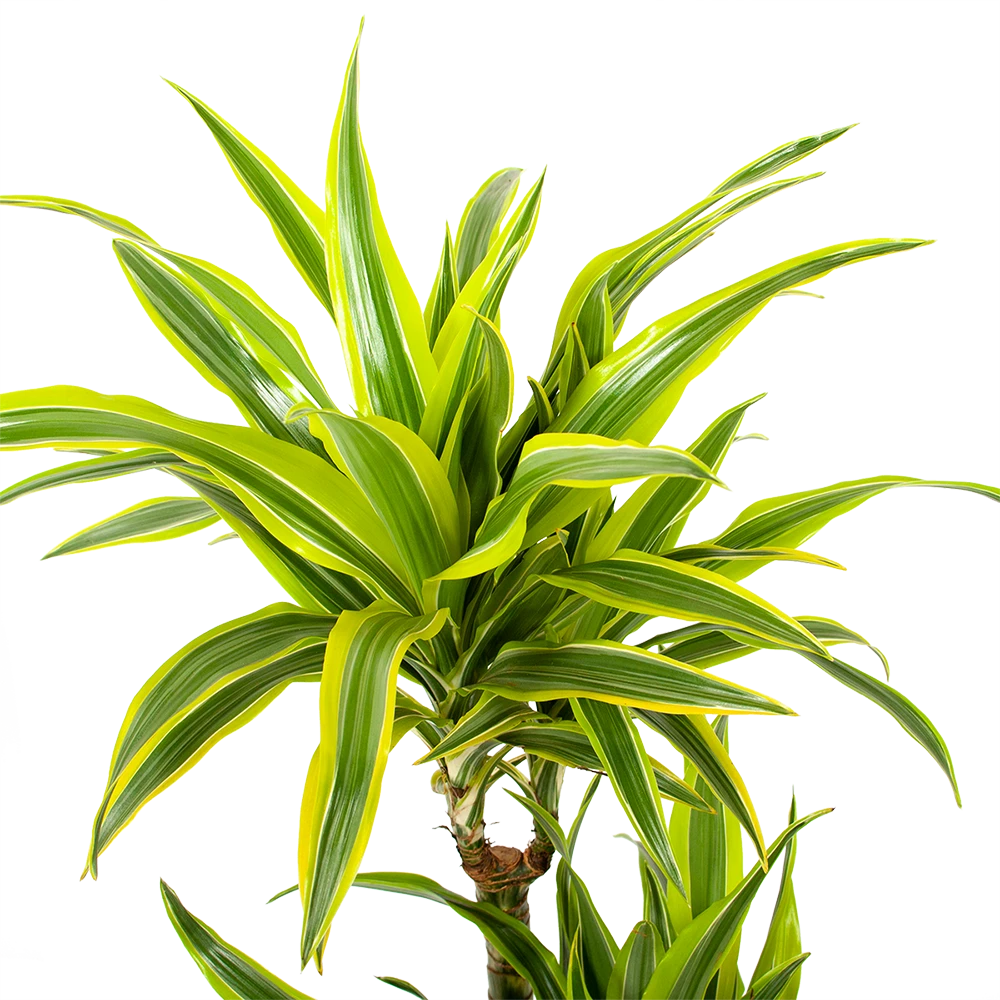 Dracaena Lemon Lime - Op Stam - Drakenbloedboom - P21 H100 - Kamerplant 4 Dracaena Lemon Lime - Op Stam - Drakenbloedboom - P21 H100 - Kamerplant - Afbeelding 2
