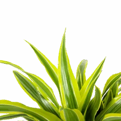 Dracaena Lemon Lime - Op Stam - Drakenbloedboom - P21 H100 - Kamerplant 8 Dracaena Lemon Lime - Op Stam - Drakenbloedboom - P21 H100 - Kamerplant -Flamingo Verkoop dracaena lemon lime op stam drakenbloedboom p21 h100 6 1