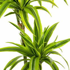 Dracaena Lemon Lime - Op Stam - Drakenbloedboom - P24 H150 - Kamerplant -Flamingo Verkoop dracaena lemon lime op stam drakenbloedboom p24 h150 5