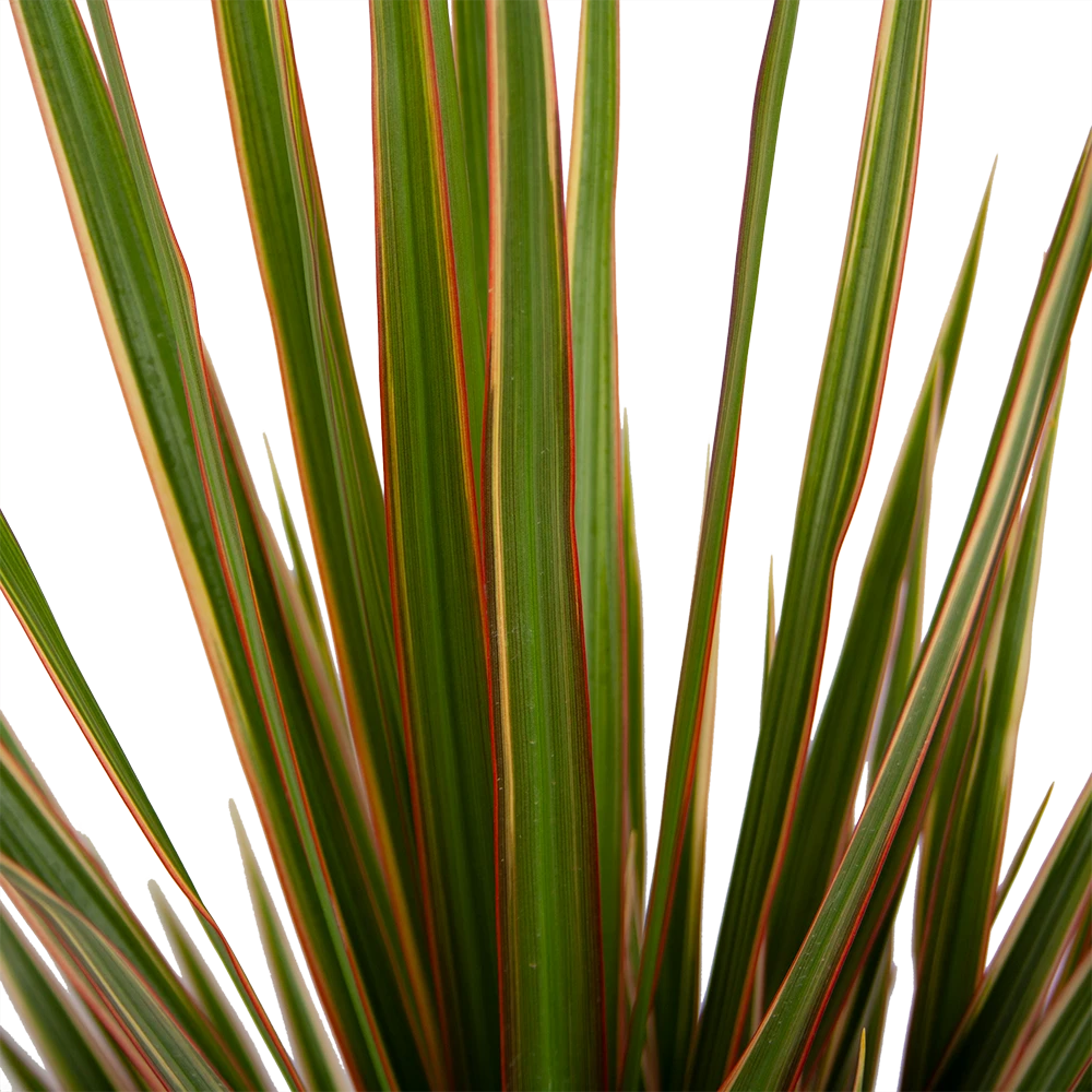 Dracaena Marginata Bicolor - Op Stam - Drakenbloedboom - P21 H125 - Kamerplant 4 Dracaena Marginata Bicolor - Op Stam - Drakenbloedboom - P21 H125 - Kamerplant - Afbeelding 2