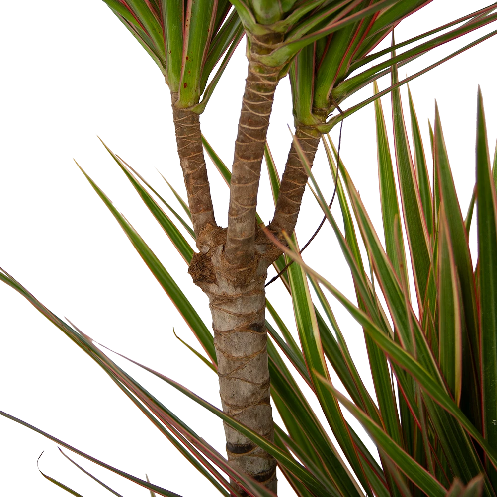 Dracaena Marginata Bicolor - Op Stam - Drakenbloedboom - P21 H125 - Kamerplant 5 Dracaena Marginata Bicolor - Op Stam - Drakenbloedboom - P21 H125 - Kamerplant - Afbeelding 3