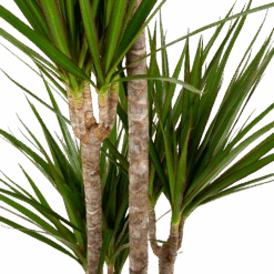 Dracaena Marginata Groen - Op Stam - Drakenbloedboom - P19 H120 - Kamerplant -Flamingo Verkoop dracaena marginata groen op stam drakenbloedboom p19 h120 5 2