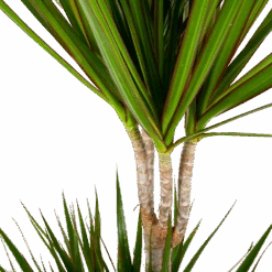 Dracaena Marginata Groen - Op Stam - Drakenbloedboom - P24 H150 - Kamerplant -Flamingo Verkoop dracaena marginata groen op stam drakenbloedboom p24 h150 5 2