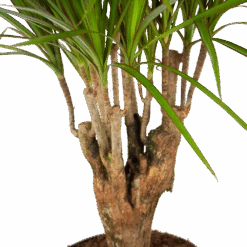 Dracaena Marginata Groen - Vertakt - Drakenbloedboom - P27 H120 - Kamerplant -Flamingo Verkoop dracaena marginata groen vertakt drakenbloedboom p27 h120 5 3