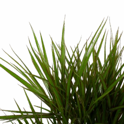 Dracaena Marginata Groen - Vertakt - Drakenbloedboom - P27 H120 - Kamerplant -Flamingo Verkoop dracaena marginata groen vertakt drakenbloedboom p27 h120 6 3