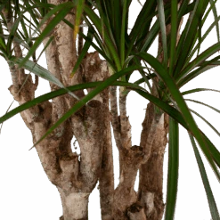 Dracaena Marginata Groen - Vertakt - Drakenbloedboom - P30 H140 - Kamerplant -Flamingo Verkoop dracaena marginata groen vertakt drakenbloedboom p30 h140 5