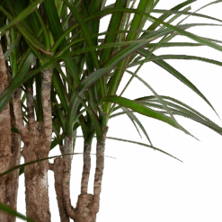 Dracaena Marginata Groen - Vertakt - Drakenbloedboom - P30 H140 - Kamerplant -Flamingo Verkoop dracaena marginata groen vertakt drakenbloedboom p30 h140 6