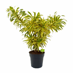 Dracaena Reflexa Song Of India - Vertakt - Drakenbloedboom - P24 H80 - Kamerplant