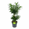 Dracaena Reflexa - Vertakt - Drakenbloedboom - P24 H90 - Kamerplant 1 Dracaena Reflexa - Vertakt - Drakenbloedboom - P24 H90 - Kamerplant -Flamingo Verkoop dracaena reflexa vertakt drakenbloedboom p24 h90 1 3