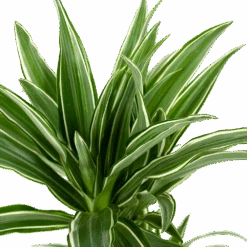 Dracaena White Stripe - Op Stam - Drakenbloedboom - P17 H65 - Kamerplant 6 Dracaena White Stripe - Op Stam - Drakenbloedboom - P17 H65 - Kamerplant -Flamingo Verkoop dracaena white stripe drakenbloedboom p17 h55 5