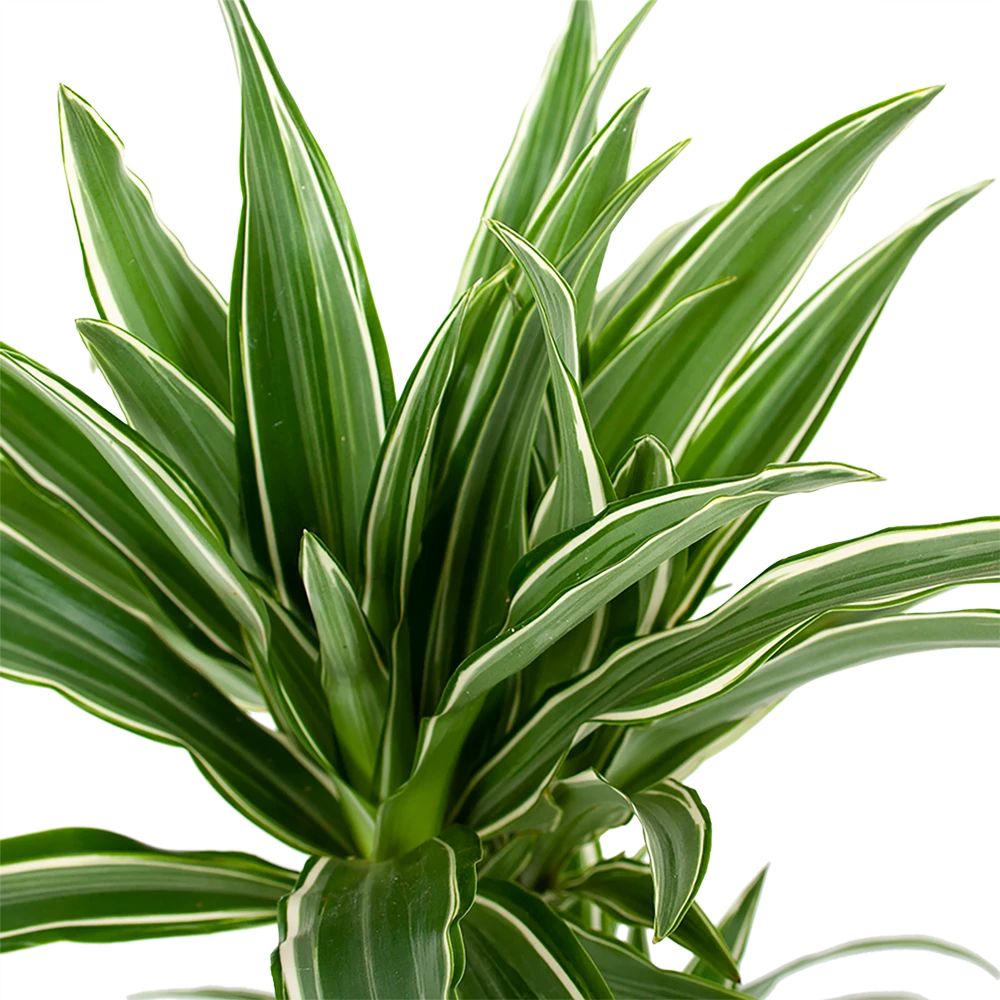Dracaena White Stripe - Op Stam - Drakenbloedboom - P17 H65 - Kamerplant 4 Dracaena White Stripe - Op Stam - Drakenbloedboom - P17 H65 - Kamerplant - Afbeelding 2
