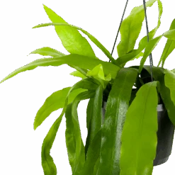 Epiphyllum Pumilum - In Hangpot - P17 H40 - Kamerplant -Flamingo Verkoop epiphyllum pumilum in hangpot p17 h40 5 1