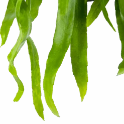 Epiphyllum Pumilum - In Hangpot - P17 H40 - Kamerplant -Flamingo Verkoop epiphyllum pumilum in hangpot p17 h40 6 1