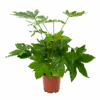Fatsia Japonica - Vingerplant - P19 H60 - Kamerplant -Flamingo Verkoop fatsia japonica vingerplant p19 h60 1