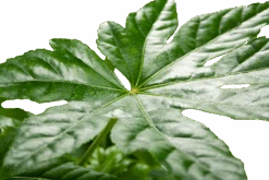 Fatsia Japonica - Vingerplant - P19 H60 - Kamerplant -Flamingo Verkoop fatsia japonica vingerplant p19 h60 5