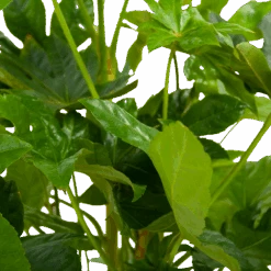 Fatsia Japonica - Vingerplant - P19 H60 - Kamerplant -Flamingo Verkoop fatsia japonica vingerplant p19 h60 6