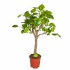 Ficus Altissima - Vertakt - P27 H130 - Kamerplant -Flamingo Verkoop ficus altissima vertakt p27 h130 1