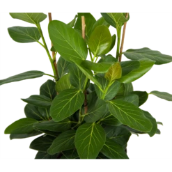 Ficus Benghalensis Audrey - Groene Vijg - Toef - P27 H80 - Kamerplant -Flamingo Verkoop ficus benghalensis audrey groene vijg toef p27 h80 kamerplant 2