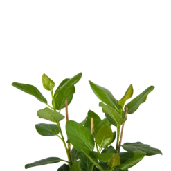 Ficus Benghalensis Audrey - Groene Vijg - Toef - P27 H80 - Kamerplant -Flamingo Verkoop ficus benghalensis audrey groene vijg toef p27 h80 kamerplant 4