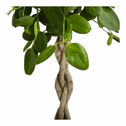 Ficus Benghalensis Audrey Op Gevlochten Stam - Groene Vijg - P40 H175 - Kamerplant -Flamingo Verkoop ficus benghalensis audrey op gevlochten stam groene vijg p40 h175 3