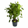 Ficus Benghalensis Audrey Op Stam - Groene Vijg - P31 H120 - Kamerplant -Flamingo Verkoop ficus benghalensis audrey op stam groene vijg p31 h120 1