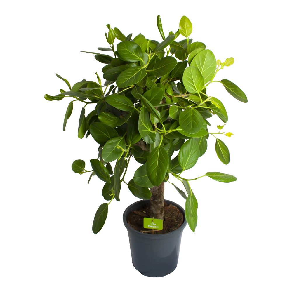 Ficus Benghalensis Audrey Op Stam - Groene Vijg - P31 H120 - Kamerplant 3 Ficus Benghalensis Audrey Op Stam - Groene Vijg - P31 H120 - Kamerplant