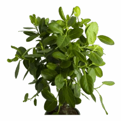 Ficus Benghalensis Audrey Op Stam - Groene Vijg - P31 H120 - Kamerplant 8 Ficus Benghalensis Audrey Op Stam - Groene Vijg - P31 H120 - Kamerplant -Flamingo Verkoop ficus benghalensis audrey op stam groene vijg p31 h120 2