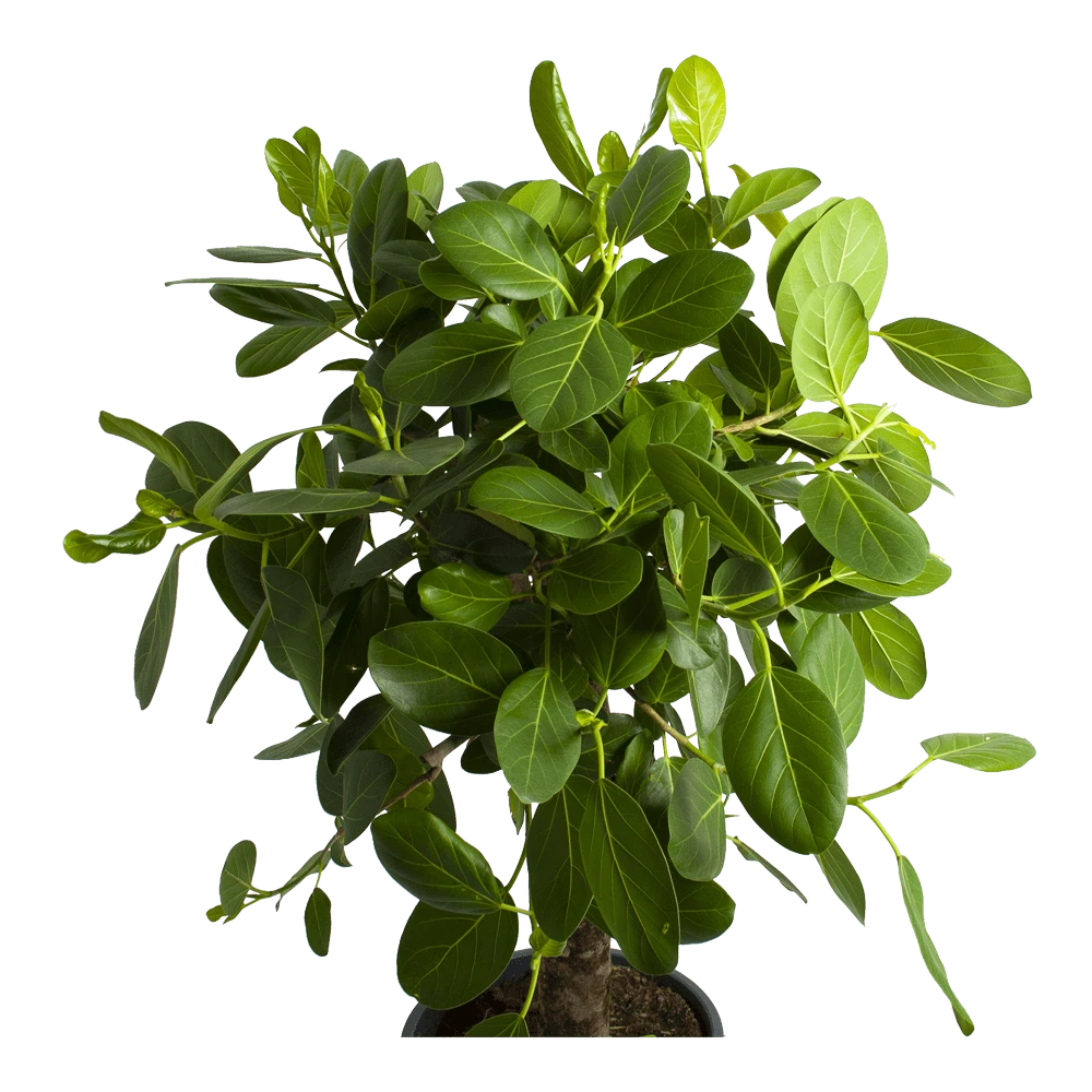 Ficus Benghalensis Audrey Op Stam - Groene Vijg - P31 H120 - Kamerplant 4 Ficus Benghalensis Audrey Op Stam - Groene Vijg - P31 H120 - Kamerplant - Afbeelding 2
