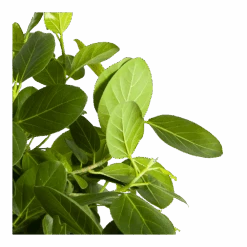 Ficus Benghalensis Audrey Op Stam - Groene Vijg - P31 H120 - Kamerplant 9 Ficus Benghalensis Audrey Op Stam - Groene Vijg - P31 H120 - Kamerplant -Flamingo Verkoop ficus benghalensis audrey op stam groene vijg p31 h120 3