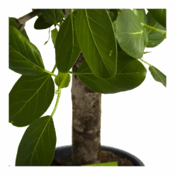 Ficus Benghalensis Audrey Op Stam - Groene Vijg - P31 H120 - Kamerplant 10 Ficus Benghalensis Audrey Op Stam - Groene Vijg - P31 H120 - Kamerplant -Flamingo Verkoop ficus benghalensis audrey op stam groene vijg p31 h120 4