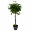 Ficus Benjamina Exotica Op Gevlochten Stam - Treurvijg - P27 H140 - Kamerplant 2 Ficus Benjamina Exotica Op Gevlochten Stam - Treurvijg - P27 H140 - Kamerplant -Flamingo Verkoop ficus benjamina exotica op gevlochten stam treurvijg p27 h140 1