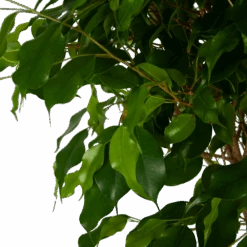 Ficus Benjamina Exotica Op Gevlochten Stam - Treurvijg - P27 H140 - Kamerplant -Flamingo Verkoop ficus benjamina exotica op gevlochten stam treurvijg p27 h140 5