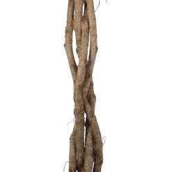 Ficus Benjamina Exotica Op Gevlochten Stam - Treurvijg - P27 H140 - Kamerplant -Flamingo Verkoop ficus benjamina exotica op gevlochten stam treurvijg p27 h140 6