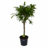 Ficus Binnendijkii Amstel King Op Stam - Treurvijg - P31 H140 - Kamerplant -Flamingo Verkoop ficus binnendijkii amstel king op stam treurvijg p31 h140 1