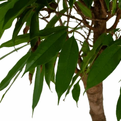 Ficus Binnendijkii Amstel King Op Stam - Treurvijg - P31 H140 - Kamerplant -Flamingo Verkoop ficus binnendijkii amstel king op stam treurvijg p31 h140 5