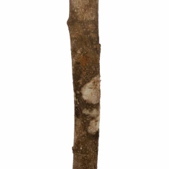 Ficus Binnendijkii Amstel King Op Stam - Treurvijg - P31 H140 - Kamerplant -Flamingo Verkoop ficus binnendijkii amstel king op stam treurvijg p31 h140 6