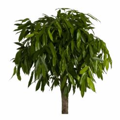 Ficus Binnendijkii Amstel King Op Stam - Treurvijg - P40 H170 - Kamerplant -Flamingo Verkoop ficus binnendijkii amstel king op stam treurvijg p40 h170 3