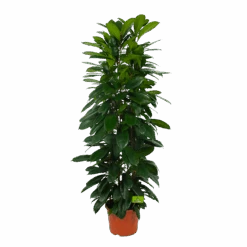 Ficus Cyathistipula - Groene Vijg - Op Zuil - P29 H150 - Kamerplant 7 Ficus Cyathistipula - Groene Vijg - Op Zuil - P29 H150 - Kamerplant -Flamingo Verkoop ficus cyathistipula groene vijg op zuil p29 h150 1