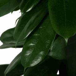 Ficus Cyathistipula - Groene Vijg - Op Zuil - P29 H150 - Kamerplant 8 Ficus Cyathistipula - Groene Vijg - Op Zuil - P29 H150 - Kamerplant -Flamingo Verkoop ficus cyathistipula groene vijg op zuil p29 h150 5