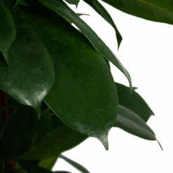 Ficus Cyathistipula - Groene Vijg - Op Zuil - P29 H150 - Kamerplant 9 Ficus Cyathistipula - Groene Vijg - Op Zuil - P29 H150 - Kamerplant -Flamingo Verkoop ficus cyathistipula groene vijg op zuil p29 h150 6