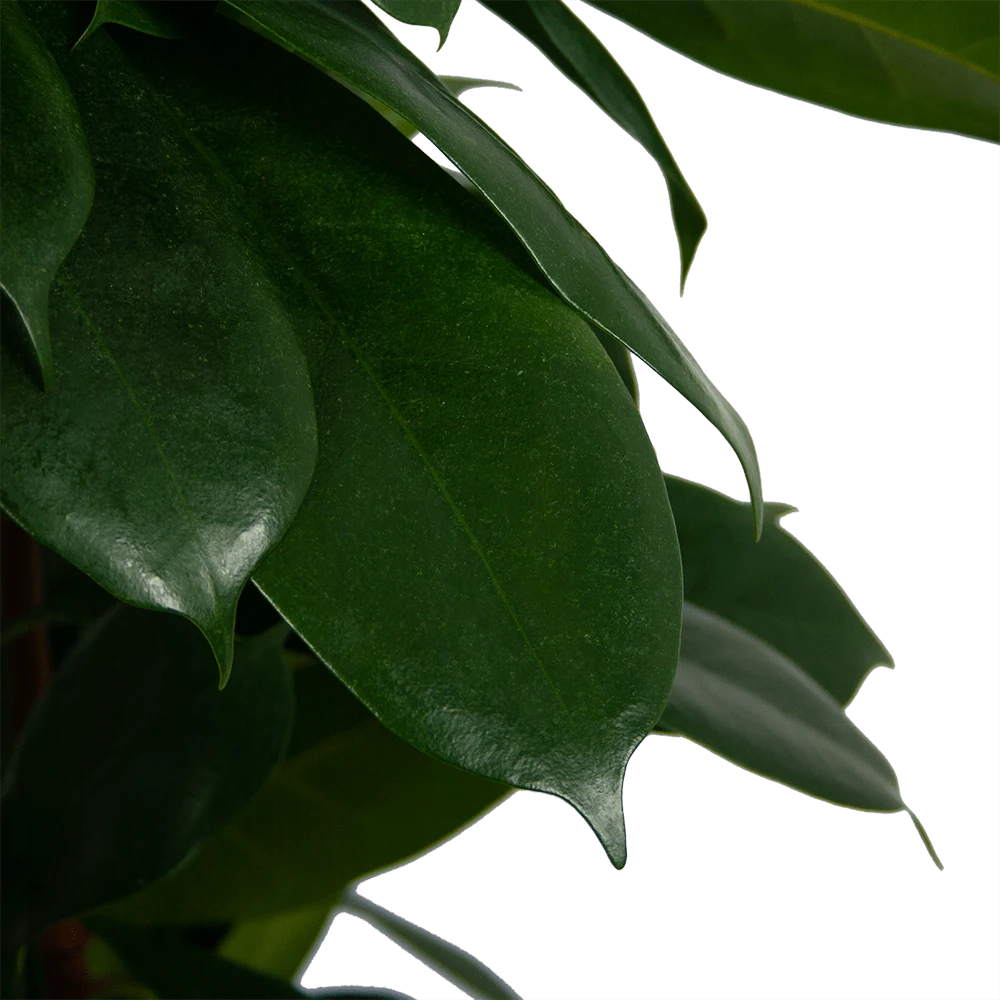 Ficus Cyathistipula - Groene Vijg - Op Zuil - P29 H150 - Kamerplant 6 Ficus Cyathistipula - Groene Vijg - Op Zuil - P29 H150 - Kamerplant - Afbeelding 4