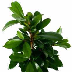 Ficus Cyathistipula - Groene Vijg - Toef - P21 H105 - Kamerplant -Flamingo Verkoop ficus cyathistipula groene vijg toef p21 h105 6 1