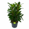 Ficus Cyathistipula - Groene Vijg - Toef - P34 H120 - Kamerplant 2 Ficus Cyathistipula - Groene Vijg - Toef - P34 H120 - Kamerplant -Flamingo Verkoop ficus cyathistipula groene vijg toef p34 h120 1 3