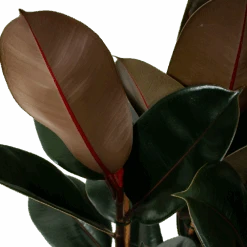 Ficus Elastica Abidjan - Rubberboom - P27 H100 - Kamerplant 6 Ficus Elastica Abidjan - Rubberboom - P27 H100 - Kamerplant -Flamingo Verkoop ficus elastica abidjan treurvijg p27 h100 5