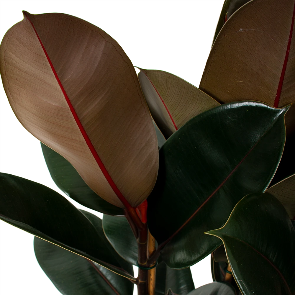 Ficus Elastica Abidjan - Rubberboom - P27 H100 - Kamerplant 4 Ficus Elastica Abidjan - Rubberboom - P27 H100 - Kamerplant - Afbeelding 2