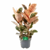 Ficus Elastica Belize - Rubberboom - P27 H100 - Kamerplant -Flamingo Verkoop ficus elastica belize rubberboom p27 h100 1