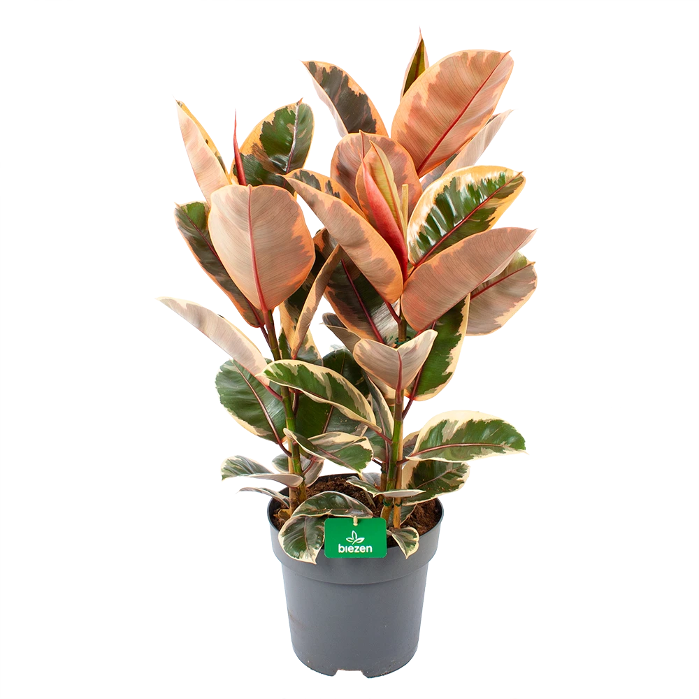 Ficus Elastica Belize - Rubberboom - P27 H100 - Kamerplant 3 Ficus Elastica Belize - Rubberboom - P27 H100 - Kamerplant