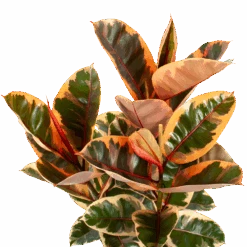 Ficus Elastica Belize - Rubberboom - P27 H100 - Kamerplant 7 Ficus Elastica Belize - Rubberboom - P27 H100 - Kamerplant -Flamingo Verkoop ficus elastica belize rubberboom p27 h100 5